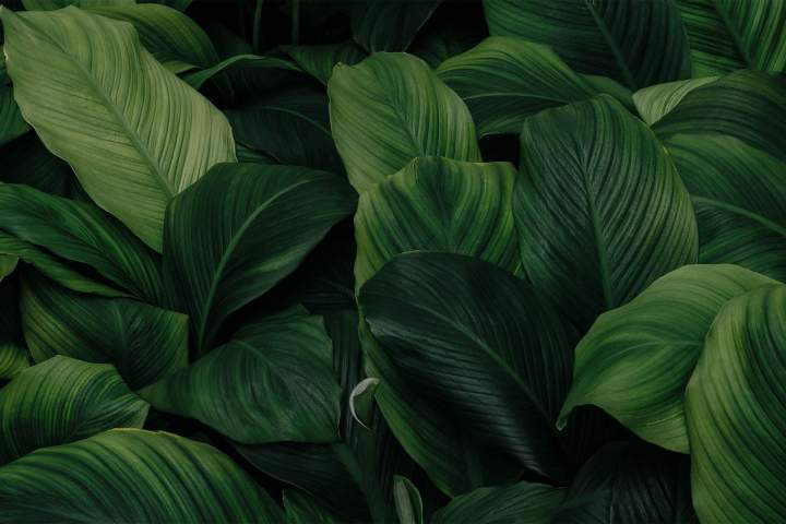 Lis de la paix Montréal